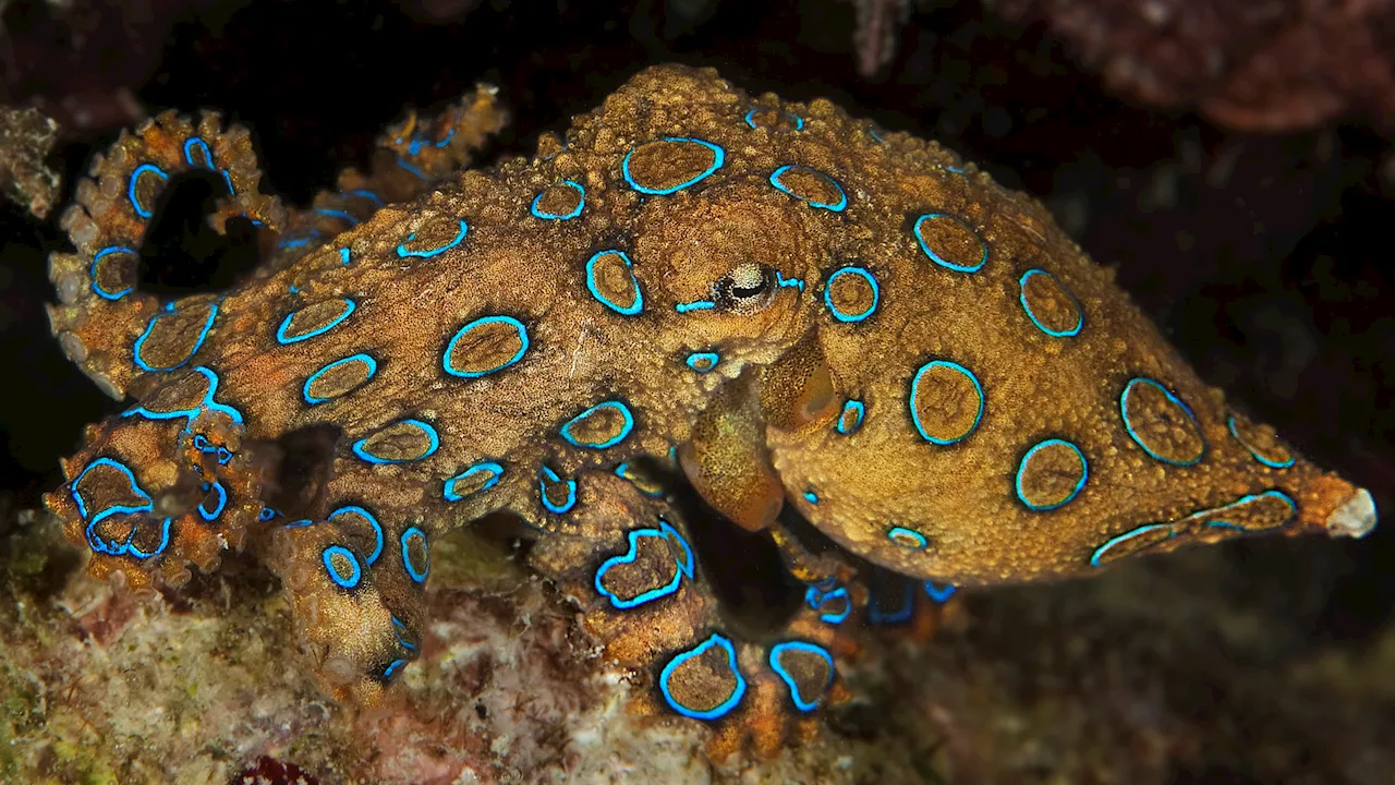 Why is the blue-ringed octopus so deadly?
