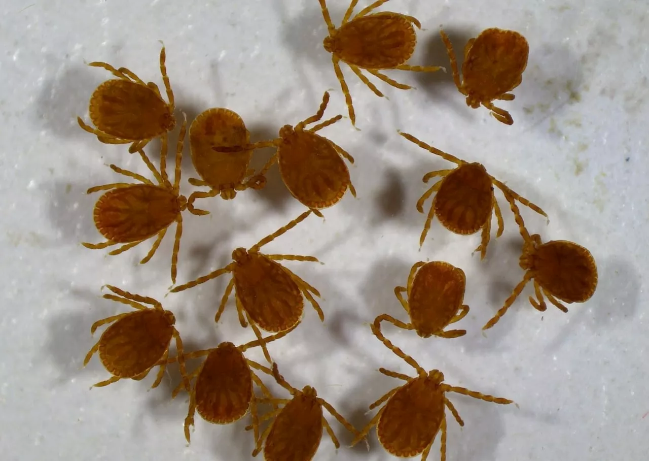 N.J. county issues alert for peak tick season as cases rise statewide