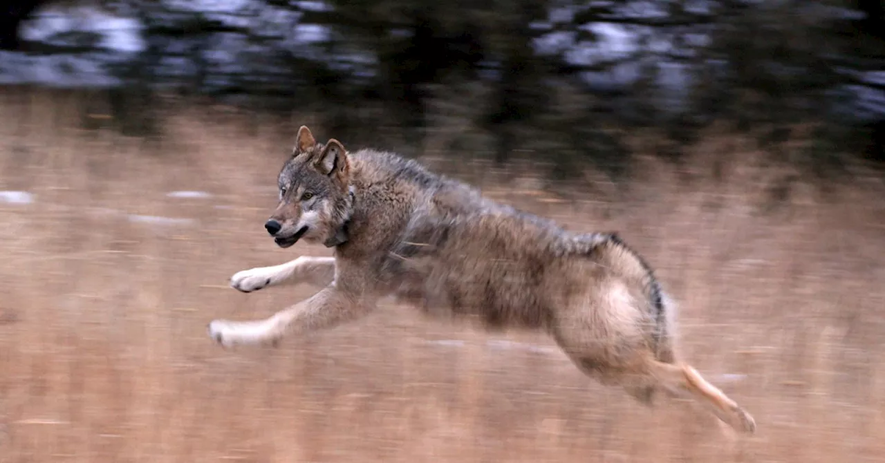 Compassionate Conservation: A Blueprint for Peaceful Coexistence with Wolves