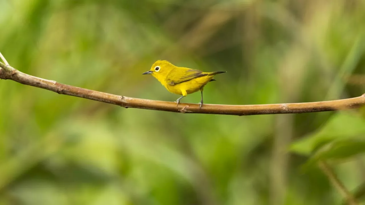 Indonesia foils attempt to smuggle 1,200 endangered birds
