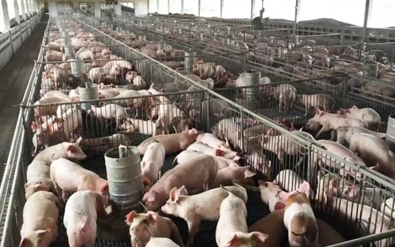 Swine fever outbreak confined to 3 Penang farms, says state vet