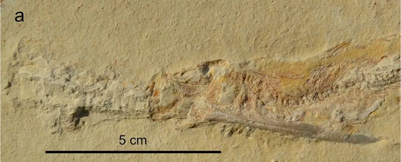 Numerous Fossils Reveal Jurassic Fish Killed in Same, Bizarre Way