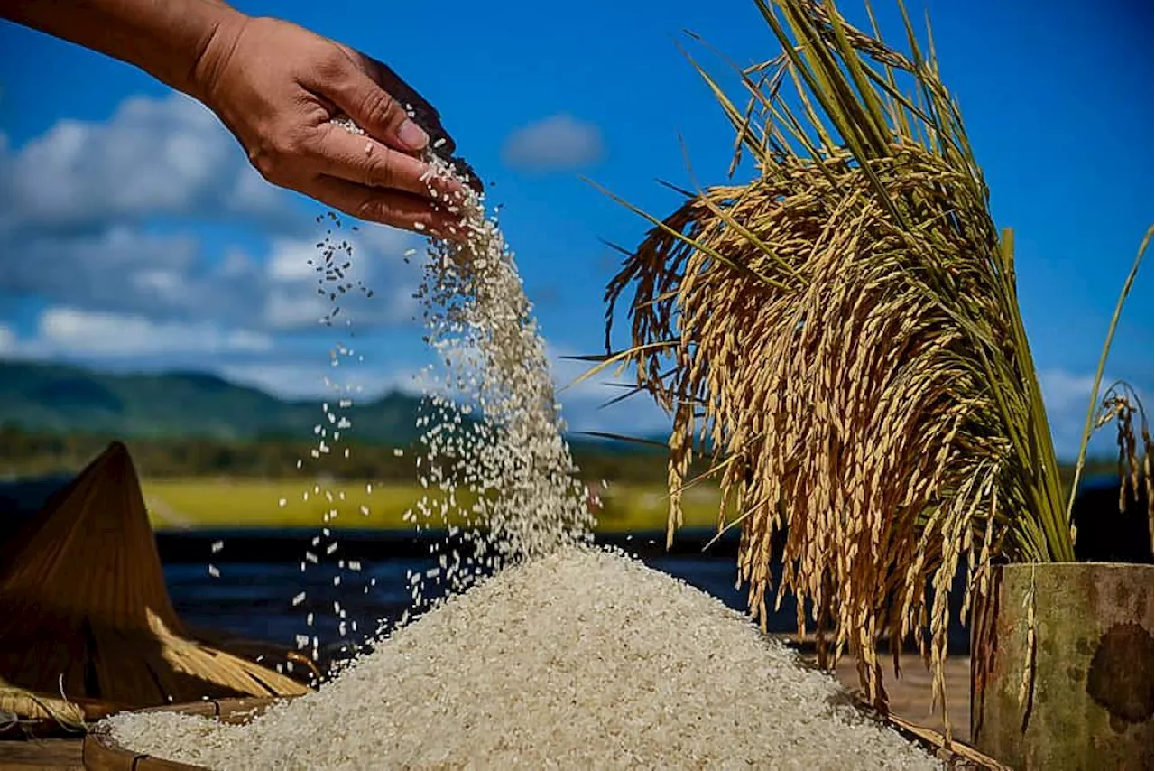 Palay, corn output likely up in 2nd quarter