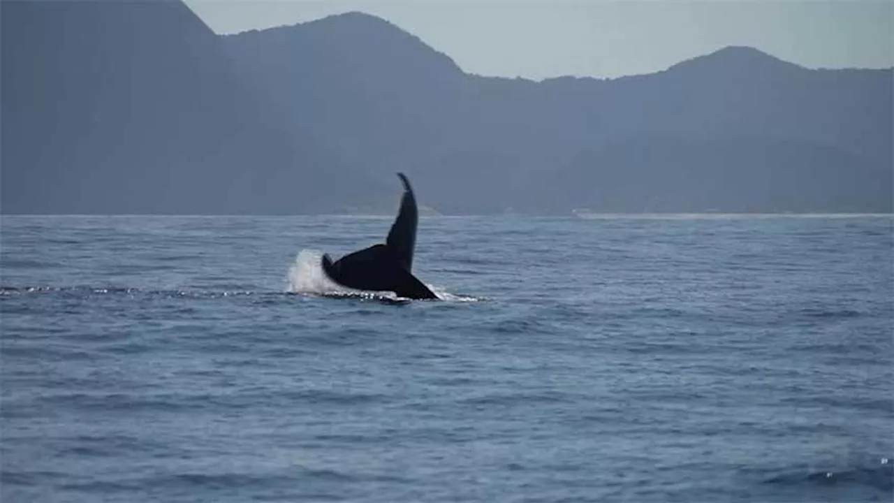 Whales make waves in Rio with early arrivals and growing numbers