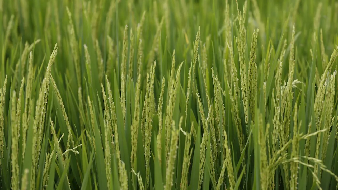 Minagricultura publica borrador de resolución que establece un precio mínimo de compra para el arroz paddy verde