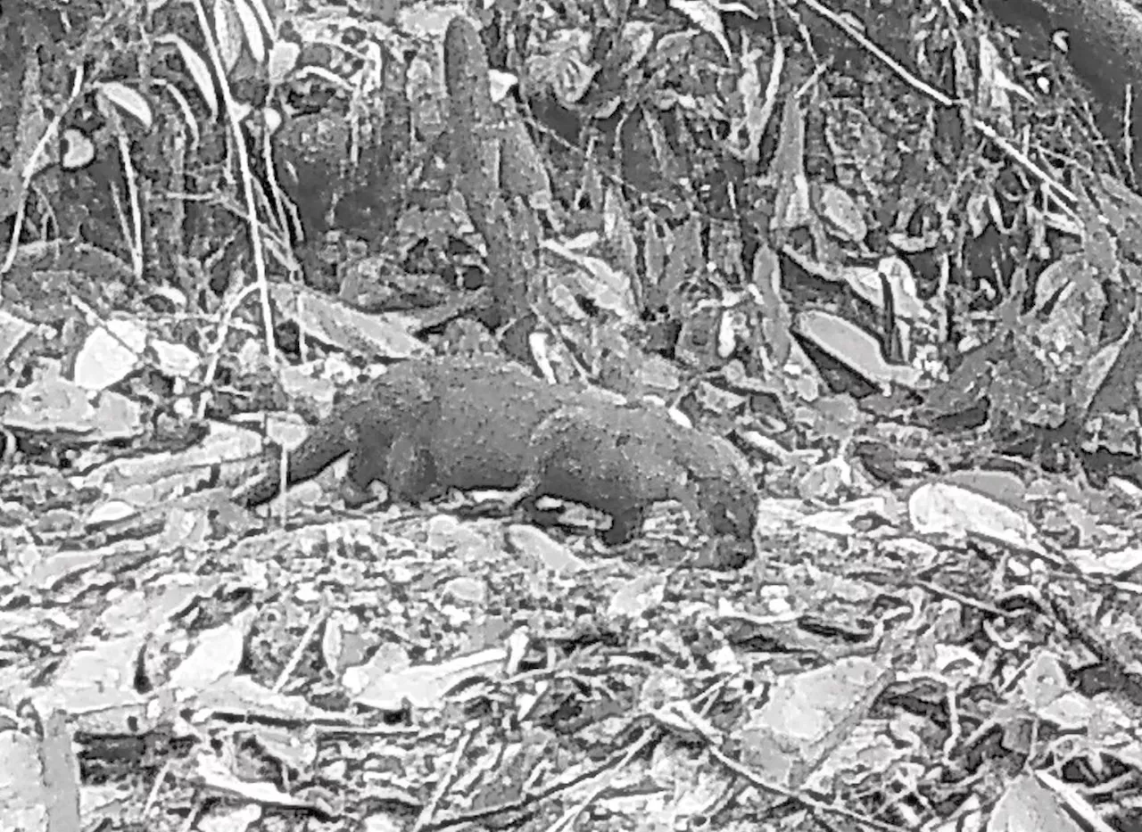 Eurasian otter spotted in Sabah