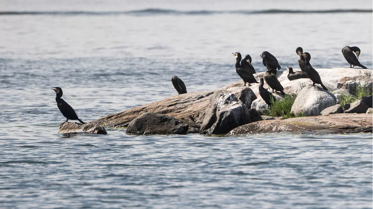 Skarvar tar över ön i Örnsköldsvik: ”Som Jurassic Park”