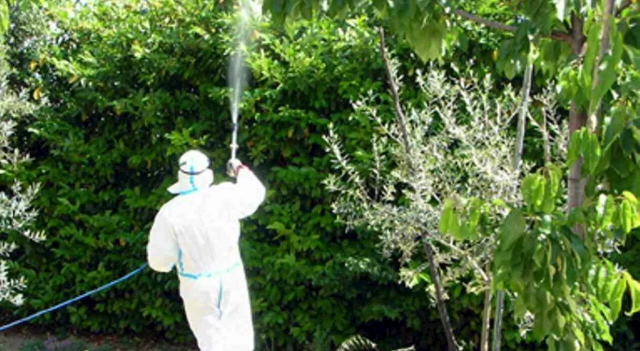 Dengue, un caso a Budrio: uomo con febbre e rash cutaneo. Avviata la disinfestazione straordinaria