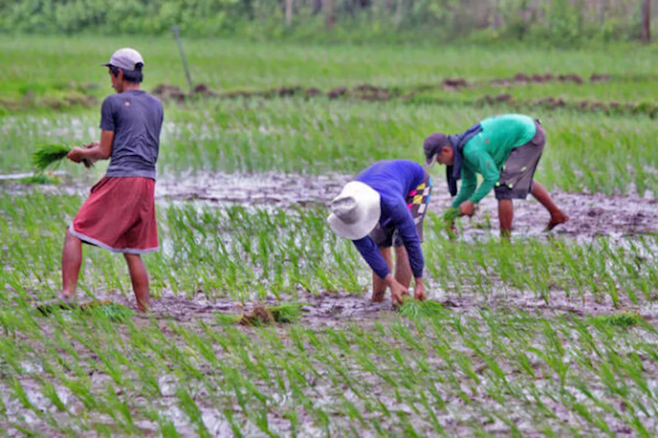 Farmers, labor groups urge PBBM to oppose US tariffs