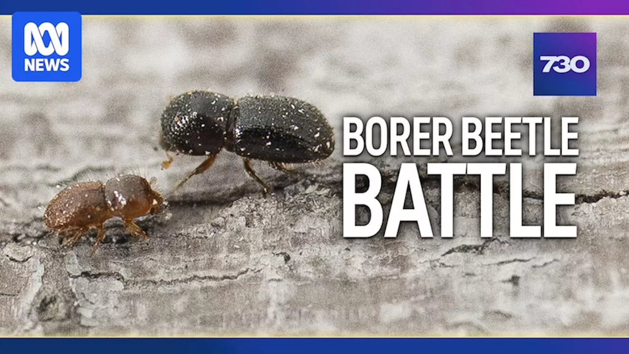 Fears the beetle which is killing trees in WA could spread