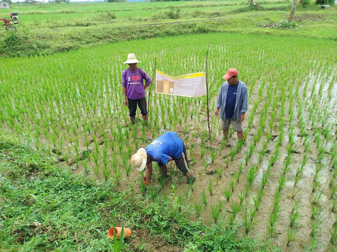 NIA pushes contract farming, climate-smart irrigation to future-proof PH rice farming