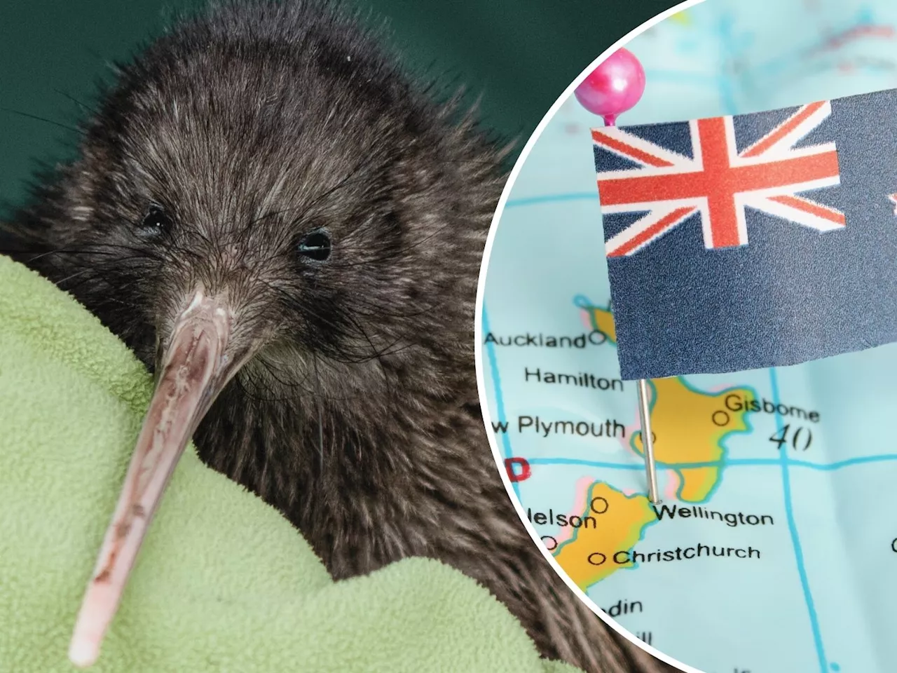 Seltene Kiwi-Art in Neuseeland entdeckt