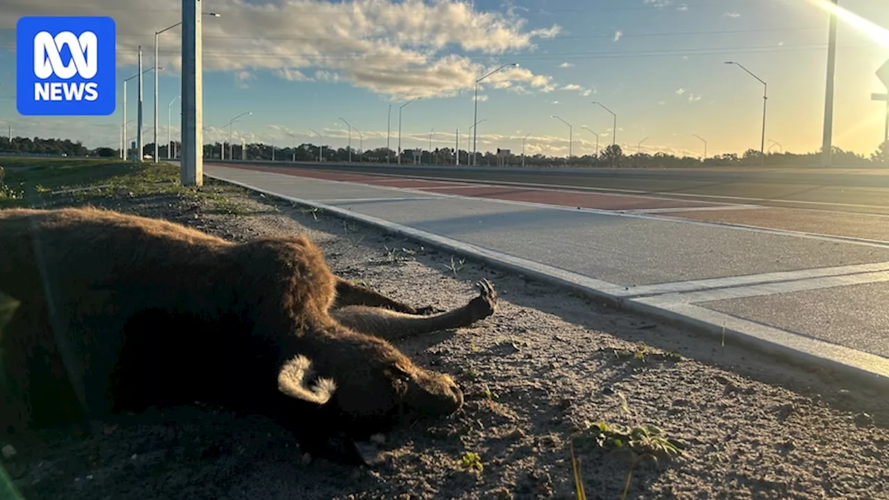 Fauna protections on $1.46b Wilman Wadandi Highway not working, rescuers say