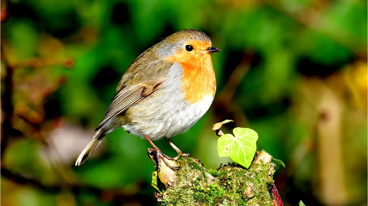 Aargauer Vogel des Jahres; Wie Sie ihn schützen und wer auf Platz 2 folgt