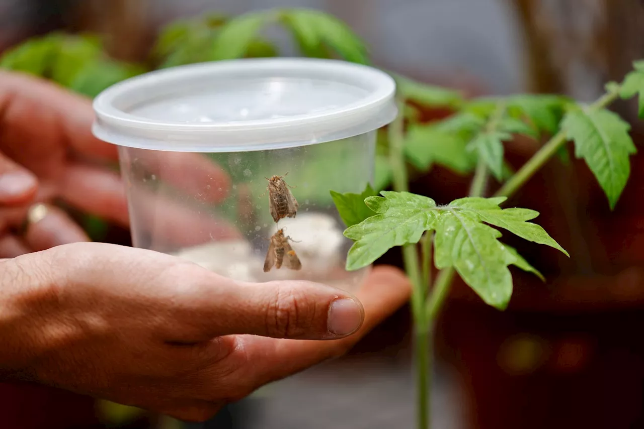 Nagsasalita ang mga halaman at nakikinig ang mga insekto, ayon sa Israeli research