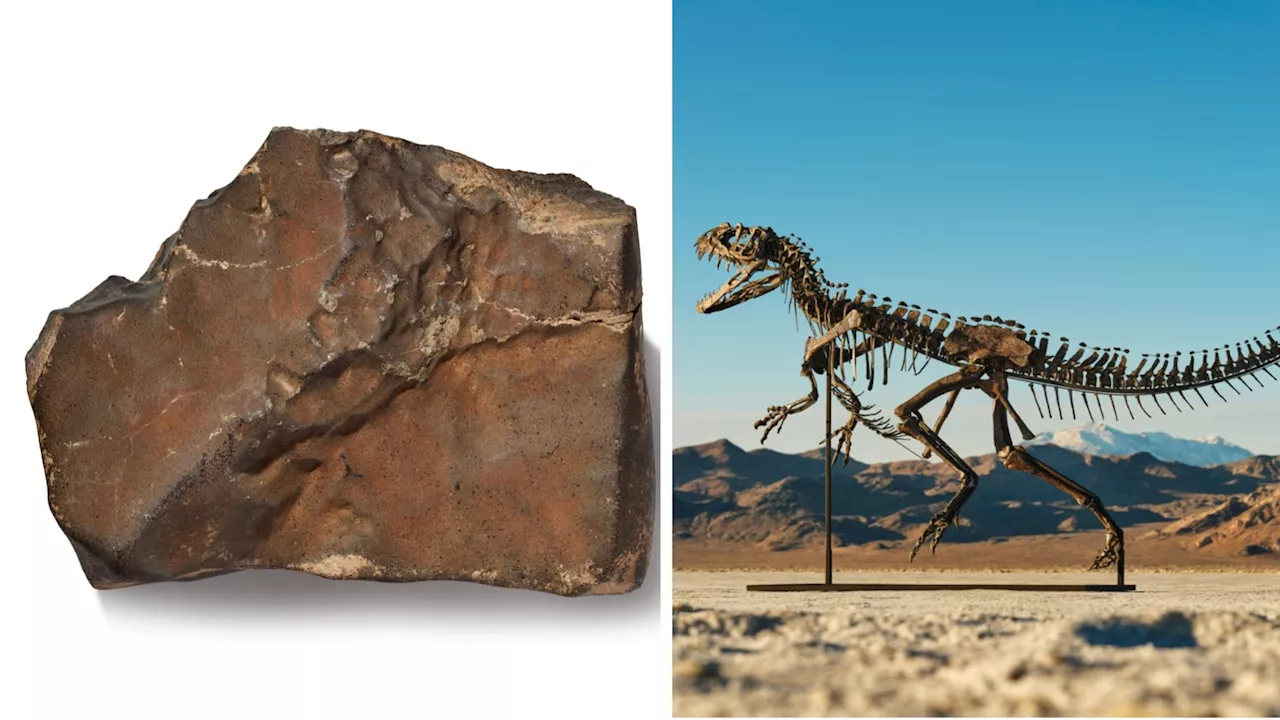 World’s only complete baby dinosaur skeleton outshines largest Mars rock at US auction