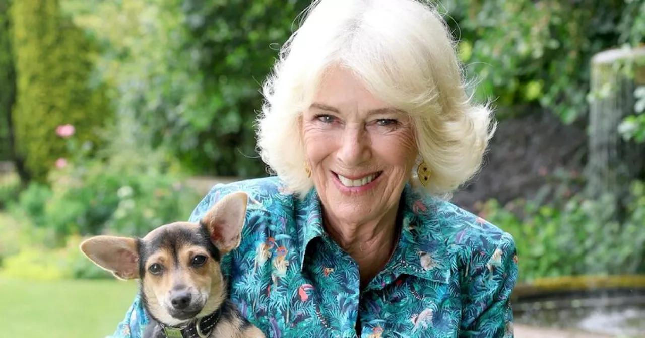 Königin wird 78: Wie Camilla die Herzen der Briten gewann