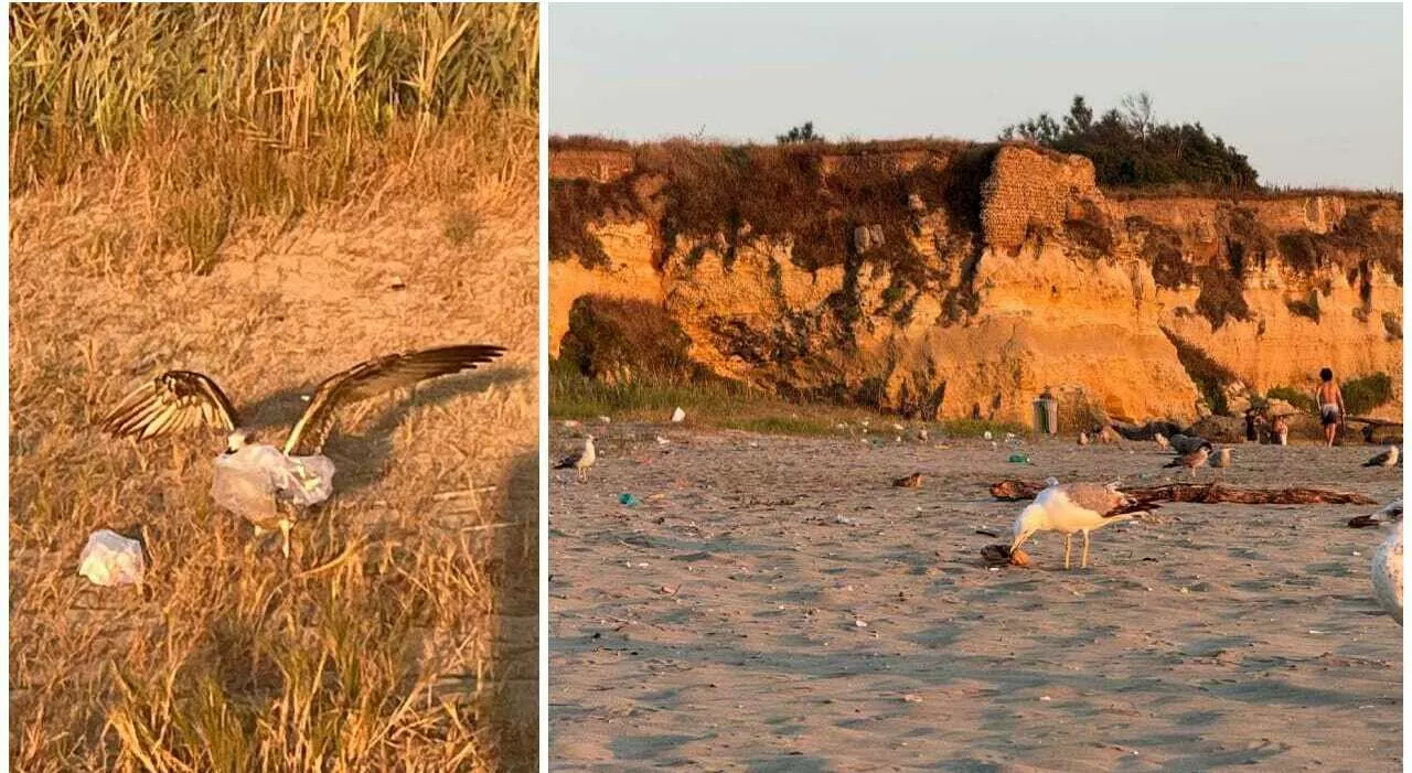 La spiaggia di Anzio invasa dai rifiuti: l'assalto dei gabbiani alla ricerca di cibo, tra bottiglie, plastica