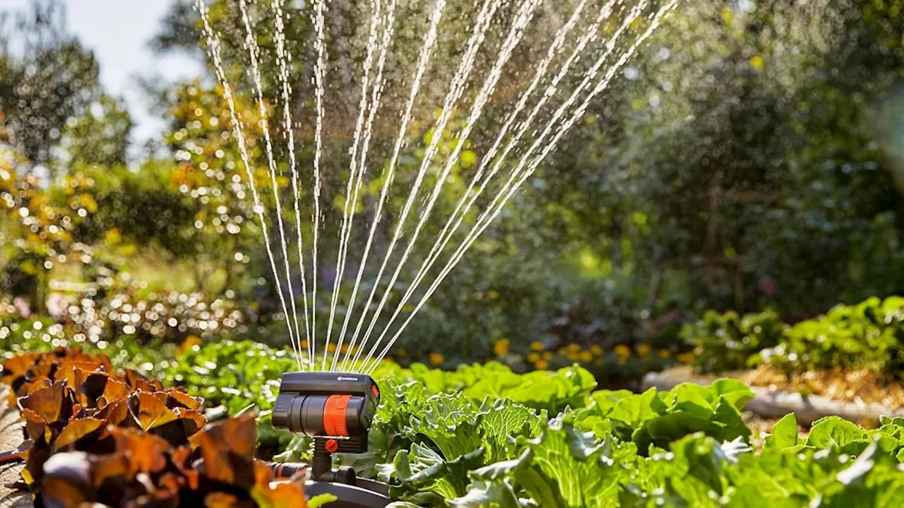 Rasensprenger und smarte Systeme: Garten im Sommer richtig bewässern: Die besten Tipps und Tricks