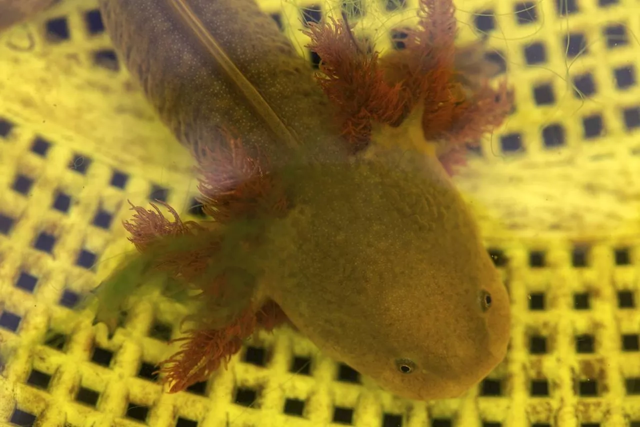 Mexican fishermen join fight to save extraordinary amphibian