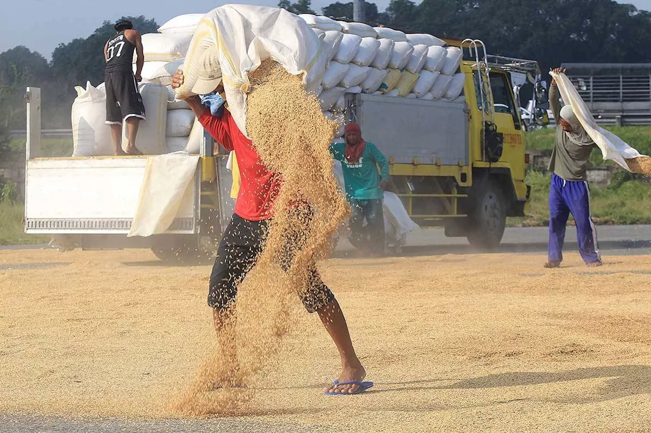 Palay production cost up in 2024