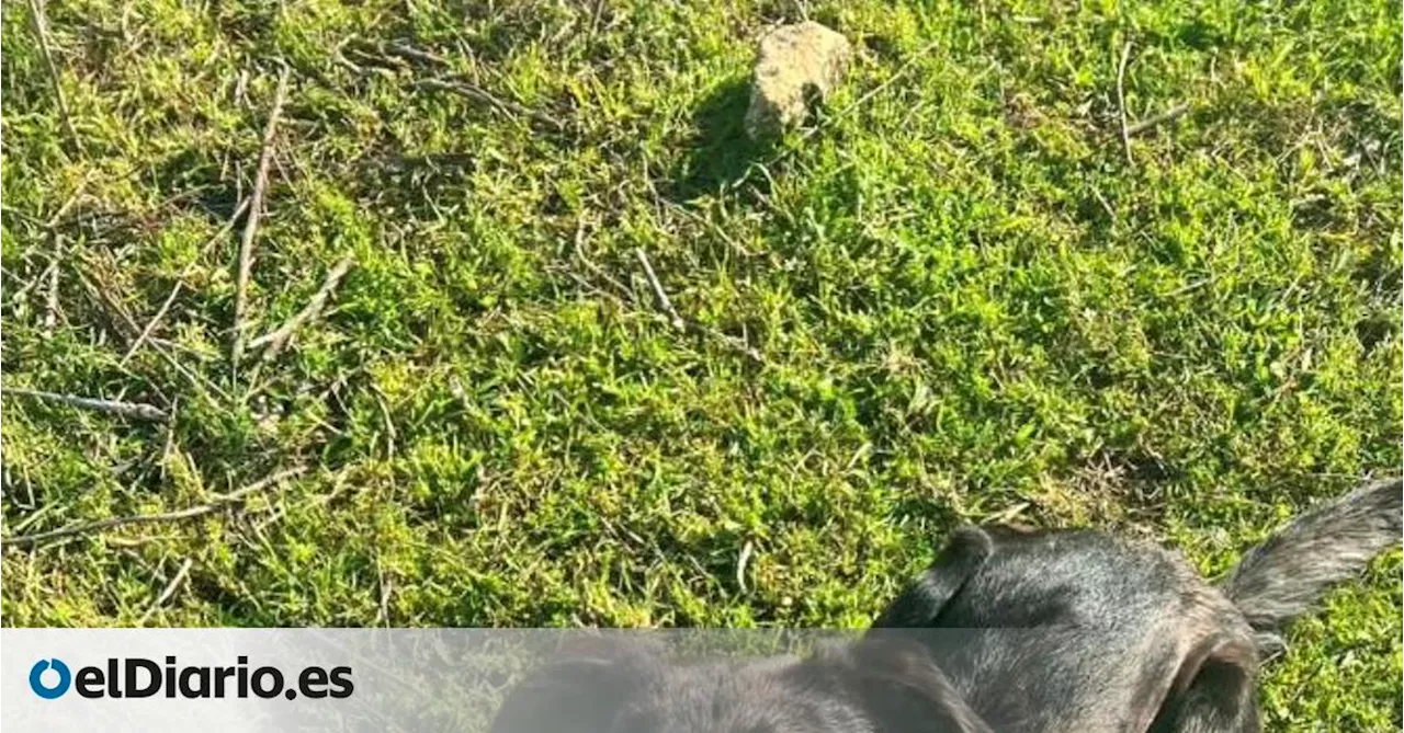 La espera interminable de Mambo, el cruce de border collie por el que nadie pregunta