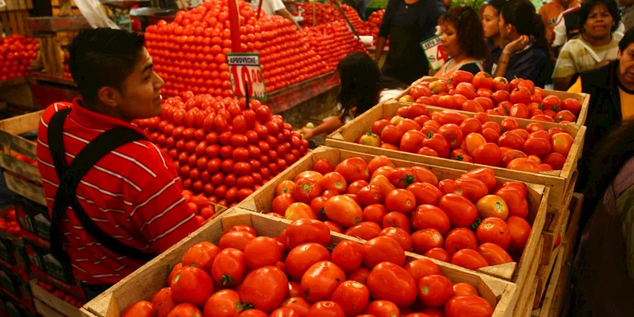 Puebla busca diversificar mercado externo del jitomate, ante aranceles de Trump