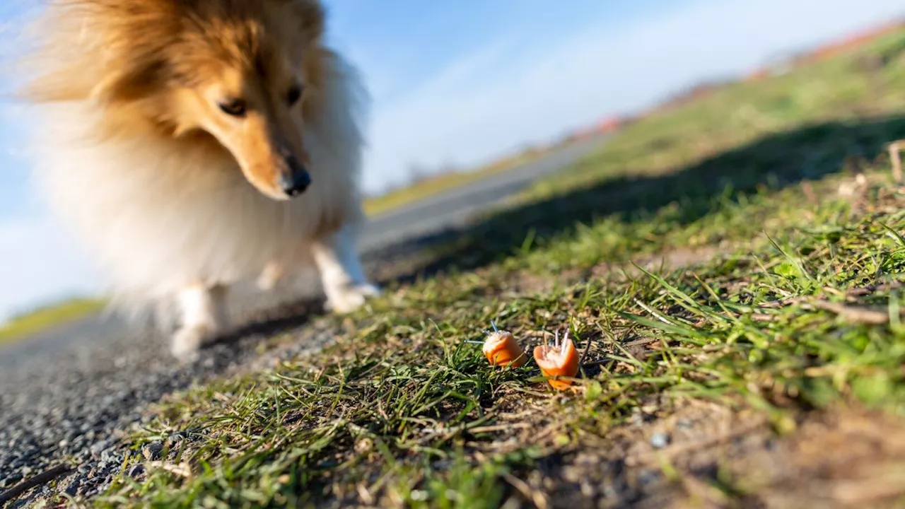 Giftköder in der Korneuburger Hundezone oder natürlicher Tod?