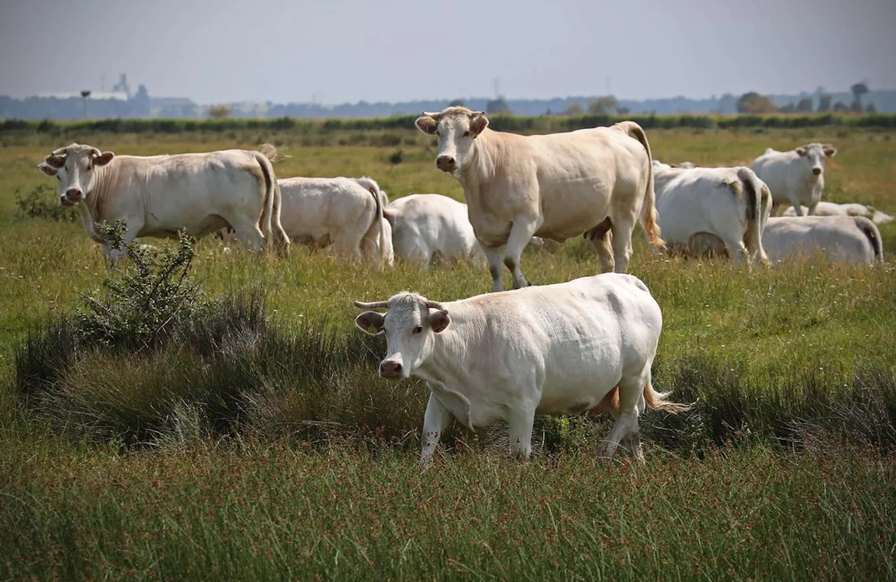 Agriculture : qu’est-ce que la dermatose nodulaire, nouveau fléau des élevages bovins en France ?