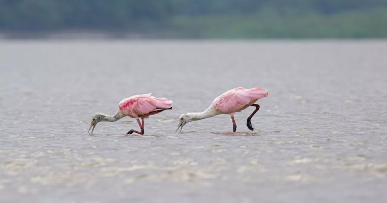 Censo de aves en Barrancabermeja convoca a observadores y científicos este fin de semana