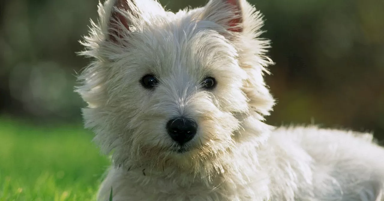 Scots dog owners urged to check for common danger in grass and it's not ticks