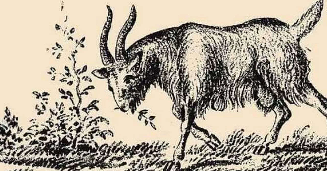 Only geniuses can find the goat's owner in this tricky brainteaser