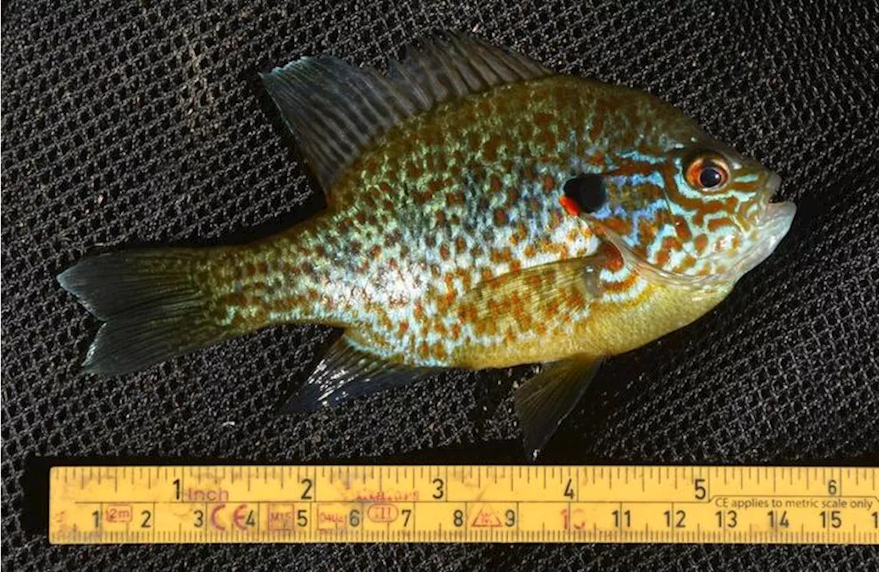 Krever ny fisk etter utrydding av solabbor