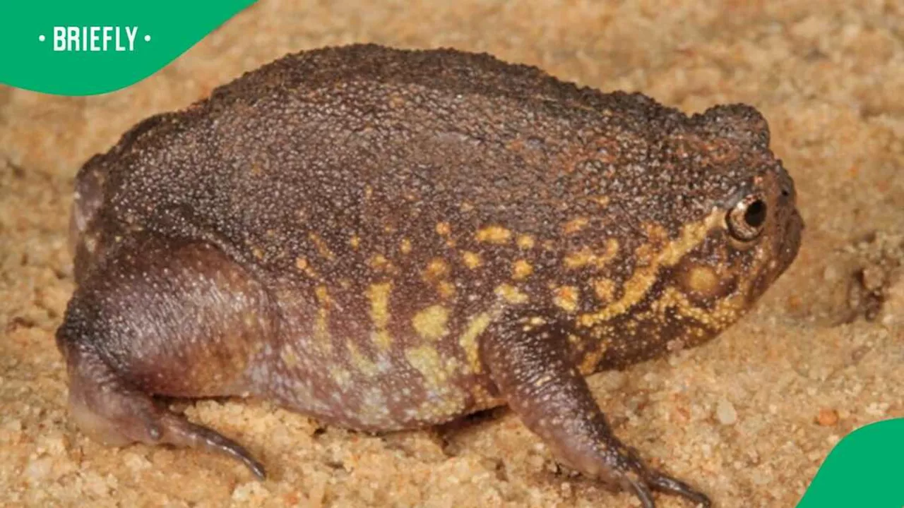 Photo: Newly Discovered Boston Rain Frog Expands South Africa's Rain Frog Species
