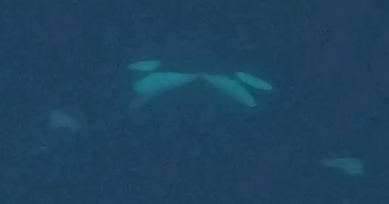 Scientists Film Killer Whales ‘Kissing’ in the Wild for The First Time