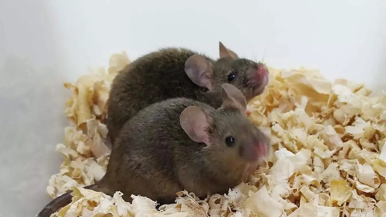 Col dna di due padri abbiamo creato cuccioli sani e fertili