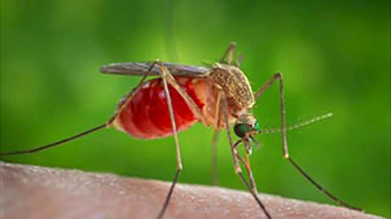 Nel Lazio un decesso per il virus West Nile, morta una donna a Fondi