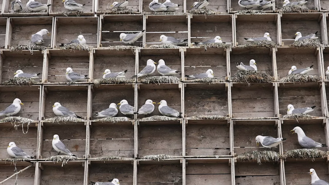 Norway's seabirds in peril from climate change, predators and bird flu