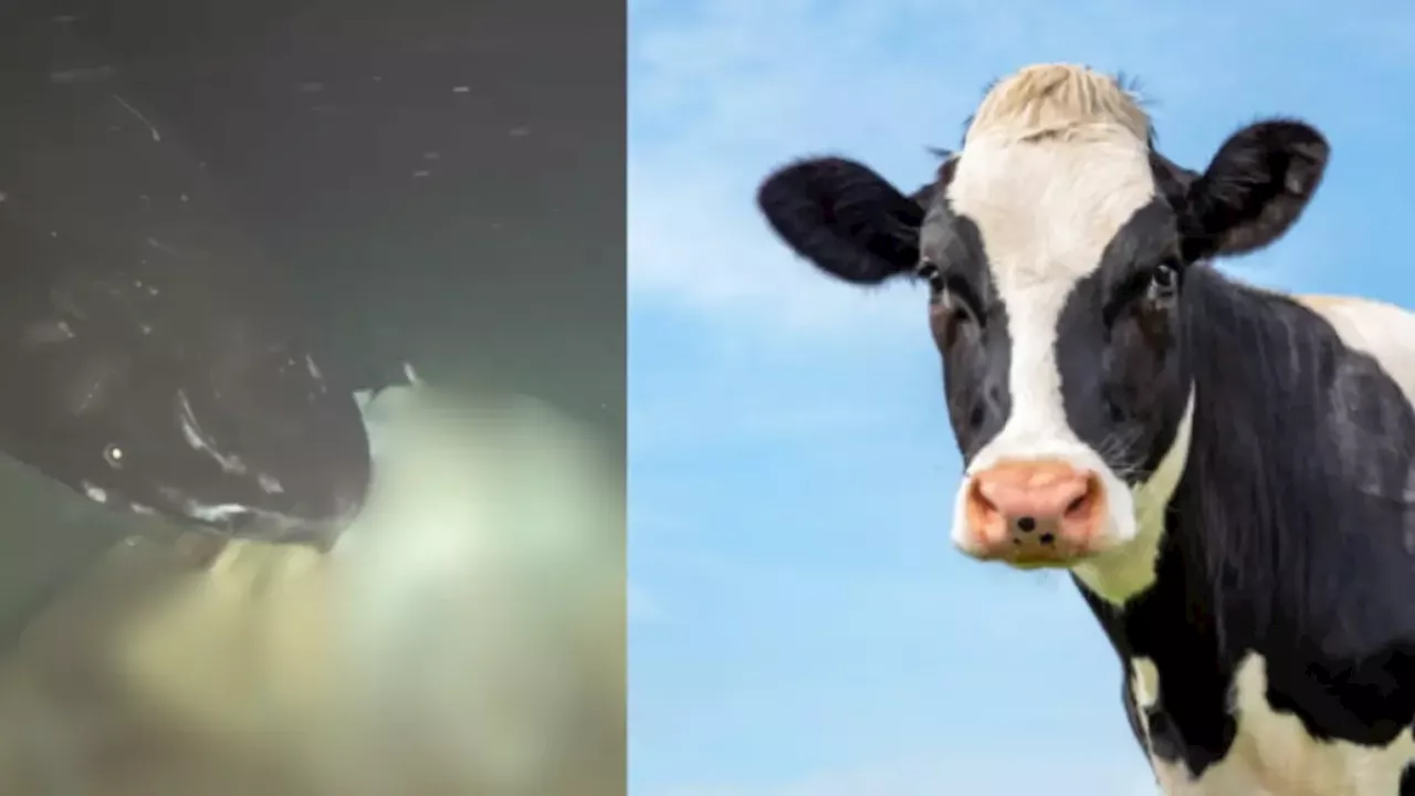 Lanzaron una vaca a las profundidades del Mar de China y esto sucedió: científicos querían simular el hundimiento de una ballena