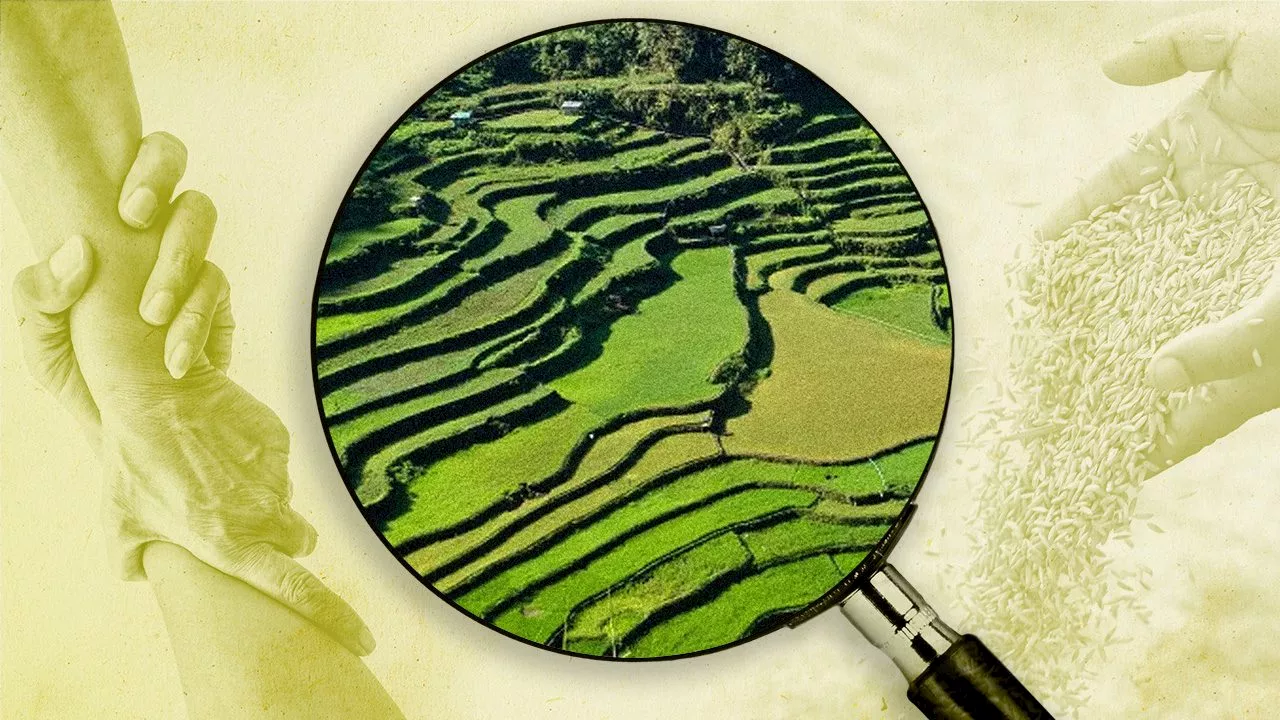 [Time Trowel] The Ifugao Rice Terraces are not 2,000 years old