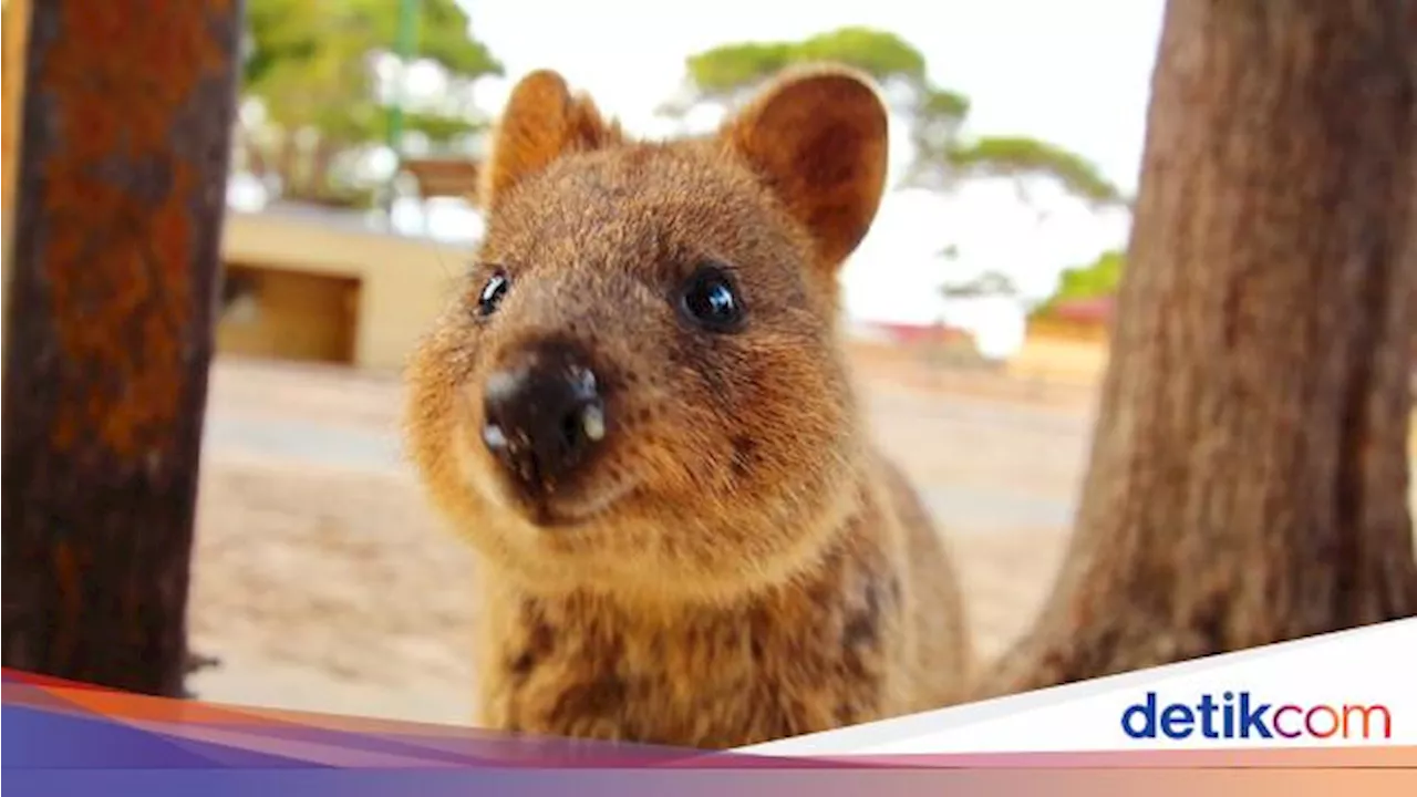 Gemasnya Quokka, Hewan Pengerat yang Wajahnya Terlihat Selalu Senyum
