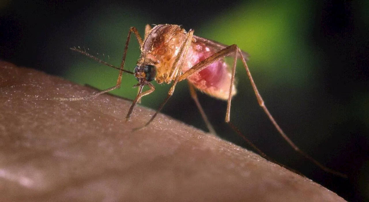 West Nile, cosa sta succedend? Dieci casi, il Ministero attiva la sorveglianza per contenere il virus