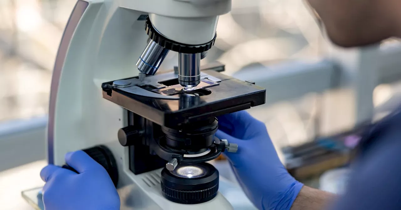 More than 80% of CervicalCheck samples handled by private international labs