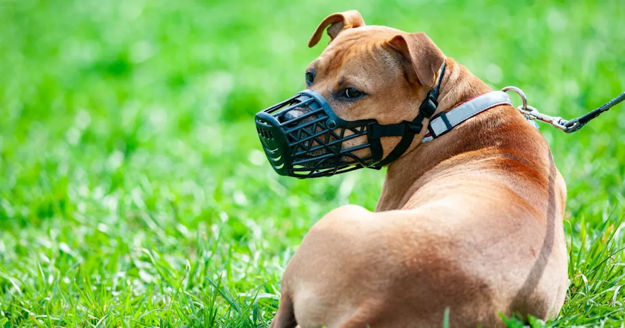 Hundebesitzer schwänzen Prüfung: Bis zu 7.000 Euro Strafe möglich