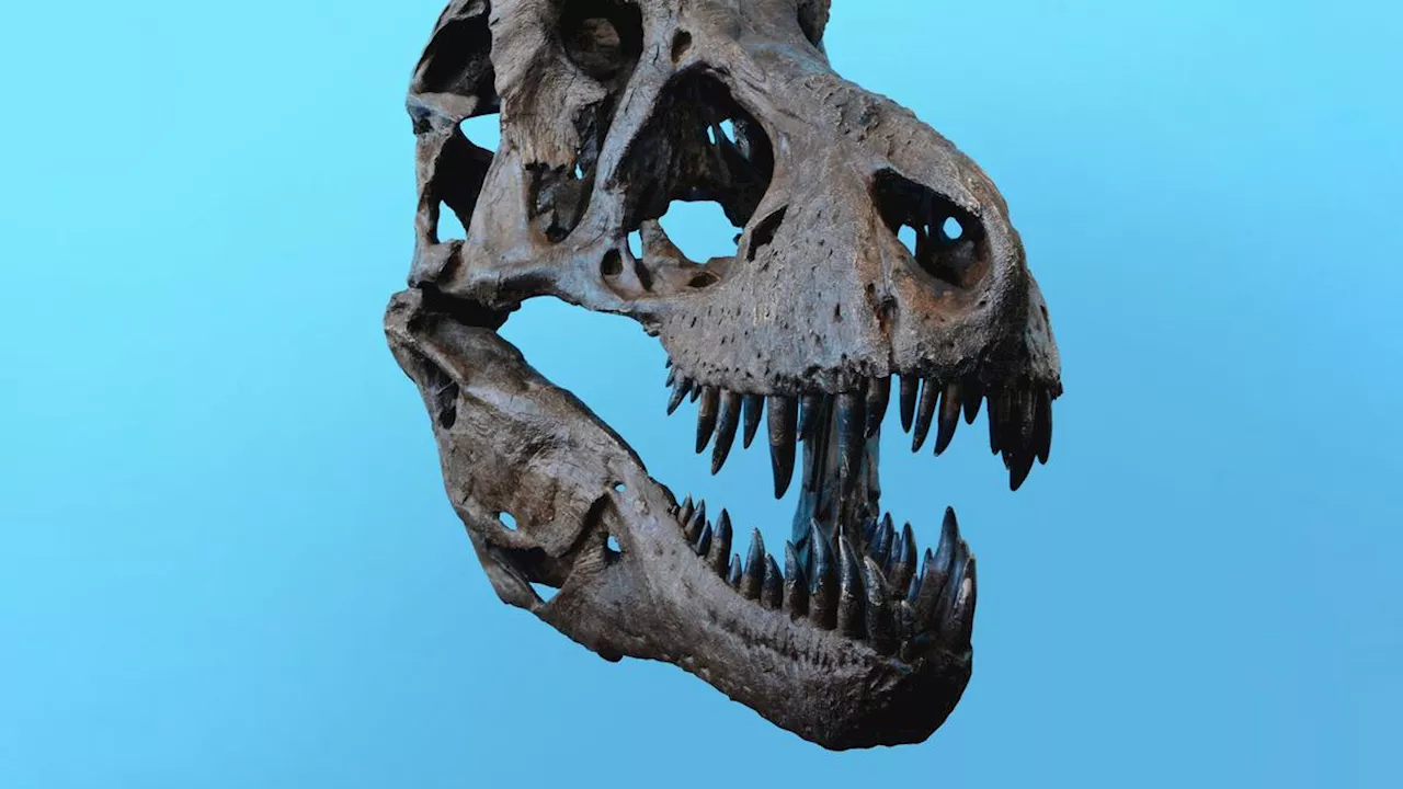 Fosil Dinosaurus Berusia 67 Juta Tahun Ditemukan di Parkiran Museum AS