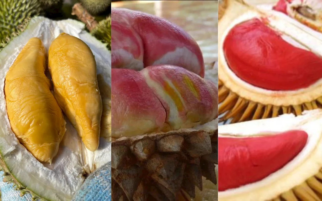 Durian Ganja, Pelangi & 5 Lagi Jenis Durian Rare, Mahal Yang Ramai Tak Pernah Rasa