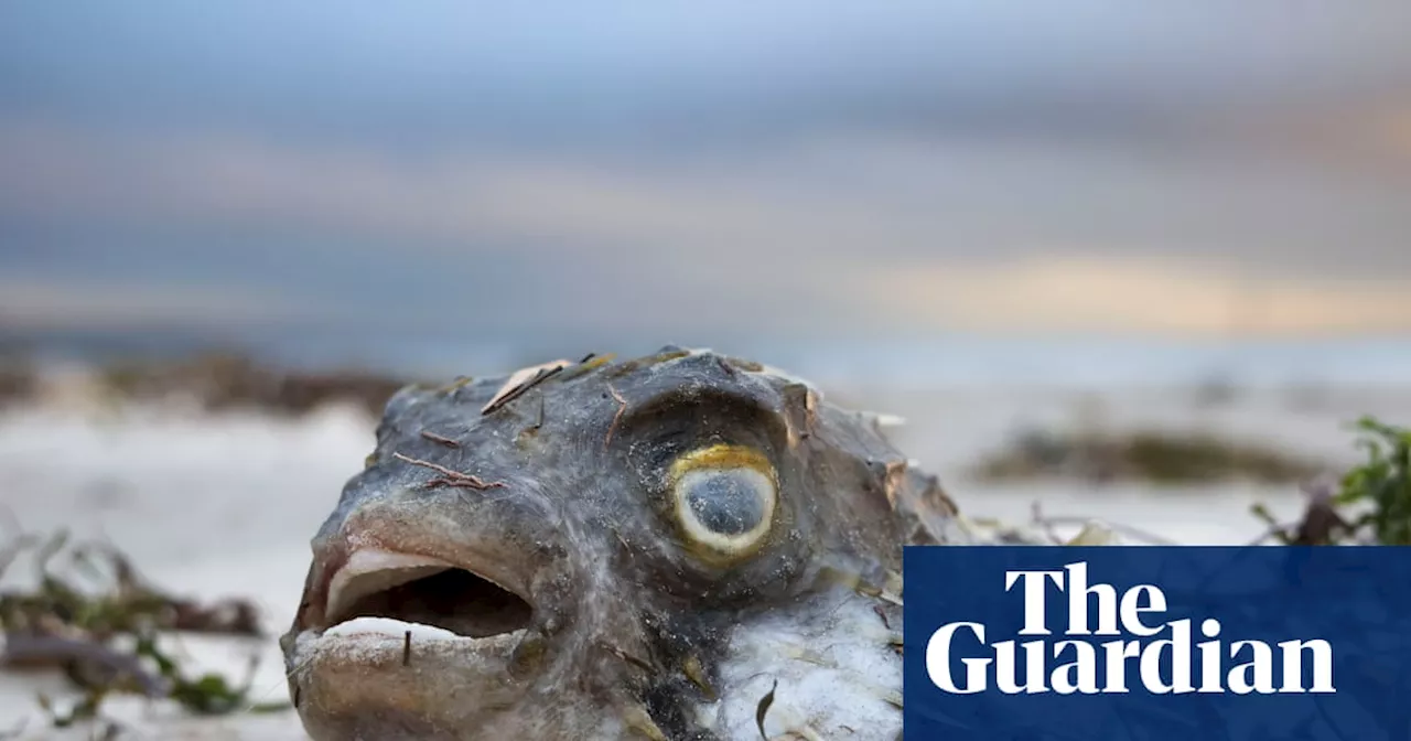 South Australian premier declares algal bloom catastrophe a ‘natural disaster’ in defiance of federal Labor