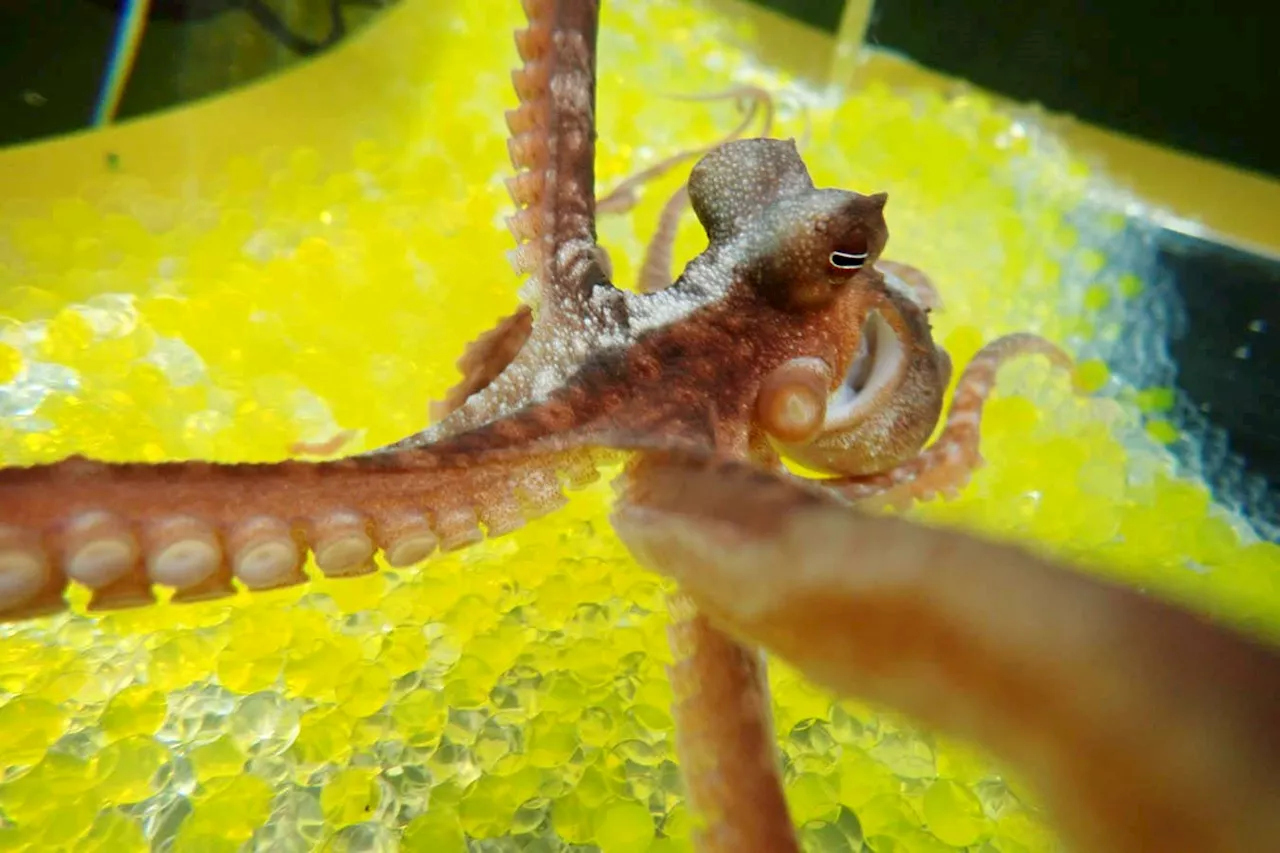 Octopuses Fall For The Classic Fake Arm Trick