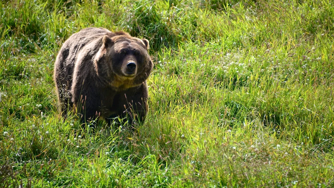 Hiker survives after being mauled by brown bear in Alaska