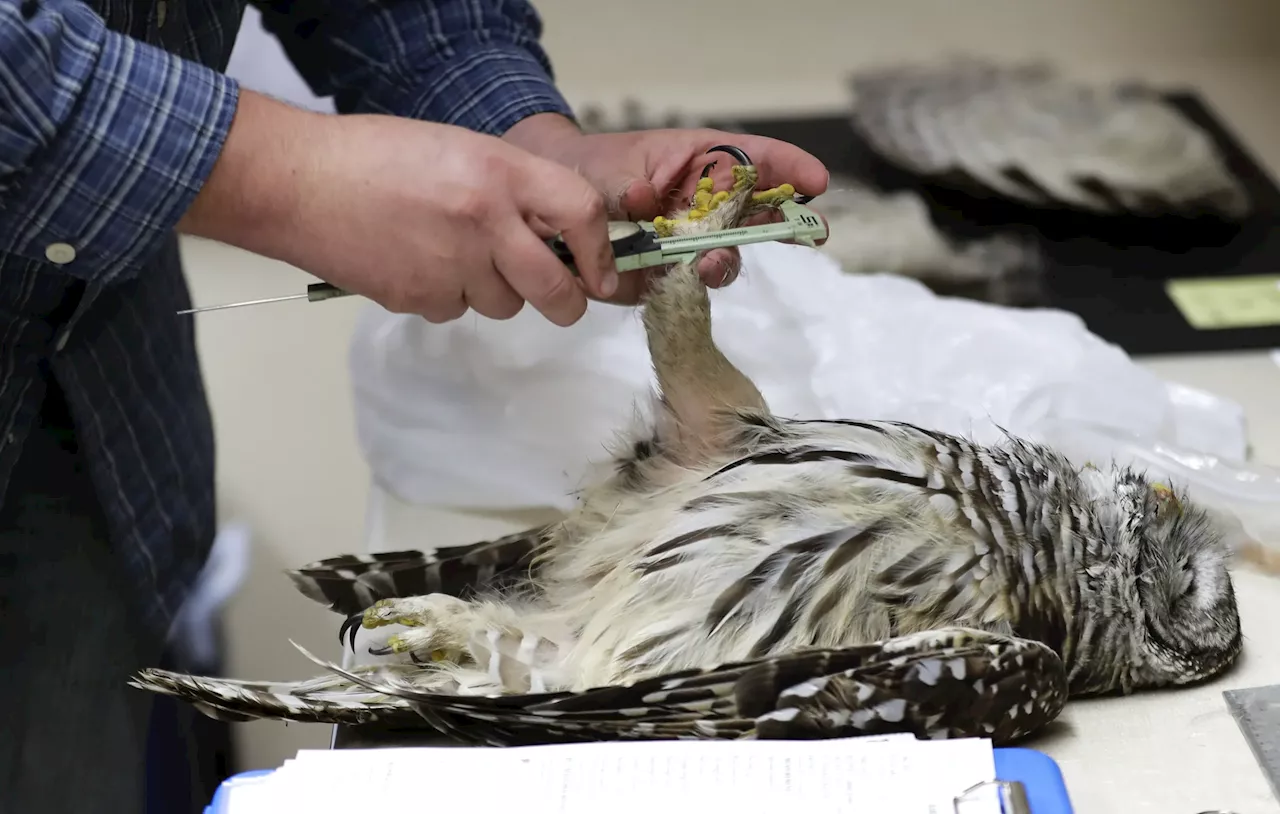 Biden plan to shoot 450,000 owls at $3,000 each under fire